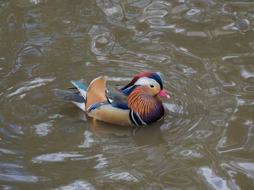 Free A colorful mandarin duck peacefully glides on a calm water surface, showcasing its striking plumage. Stock Photo
