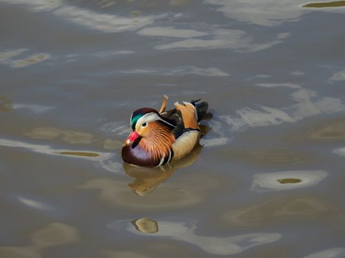 Free Colorful mandarin duck gracefully swimming in a serene pond environment. Stock Photo