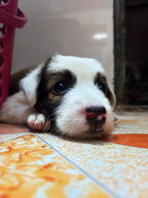 Free stock photo of baby dog, cute dog, cute puppy Stock Photo