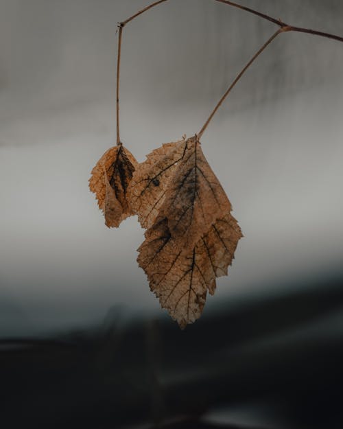 Fotos de stock gratuitas de aburrido, al aire libre, árbol