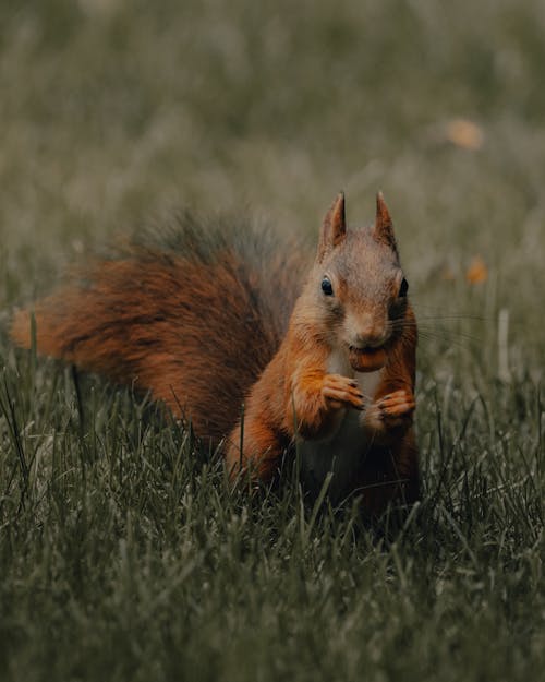 Adorable Sciurus vulgaris squirrel gnawing nut in nature