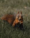 Adorable Sciurus vulgaris squirrel gnawing nut in nature