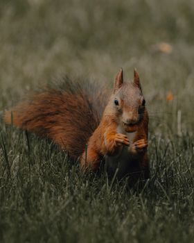 Adorable Sciurus vulgaris squirrel gnawing nut in nature