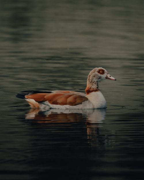 Free Side view of graceful Egyptian goose floating on rippling surface of lake in nature Stock Photo