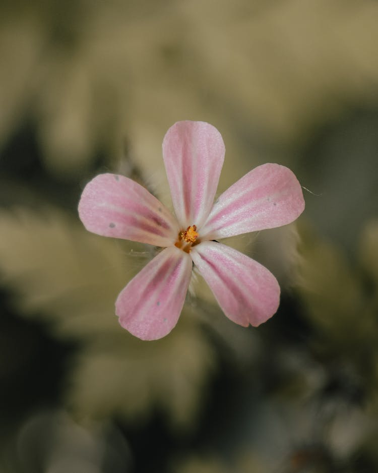 Geranium Robertianum Flower Growing In Nature