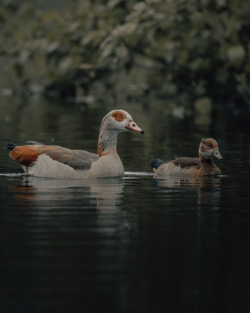 Free Side view of calm Alopochen aegyptiaca geese swimming in rippling pond surrounded by lush green trees in park Stock Photo