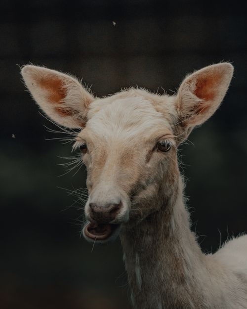 Free White hairy deer chewing and looking away while standing in countryside in daytime Stock Photo