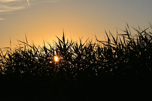 シルエット, 夕暮れ, 夜明けの無料の写真素材