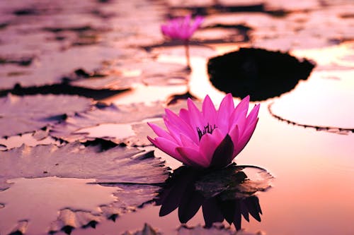 Close Up Photo of a Pink Waterlily in Bloom