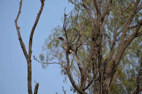 Free stock photo of hornbill