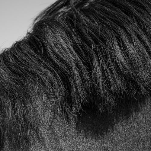 Close Up Photo of a Horse Mane