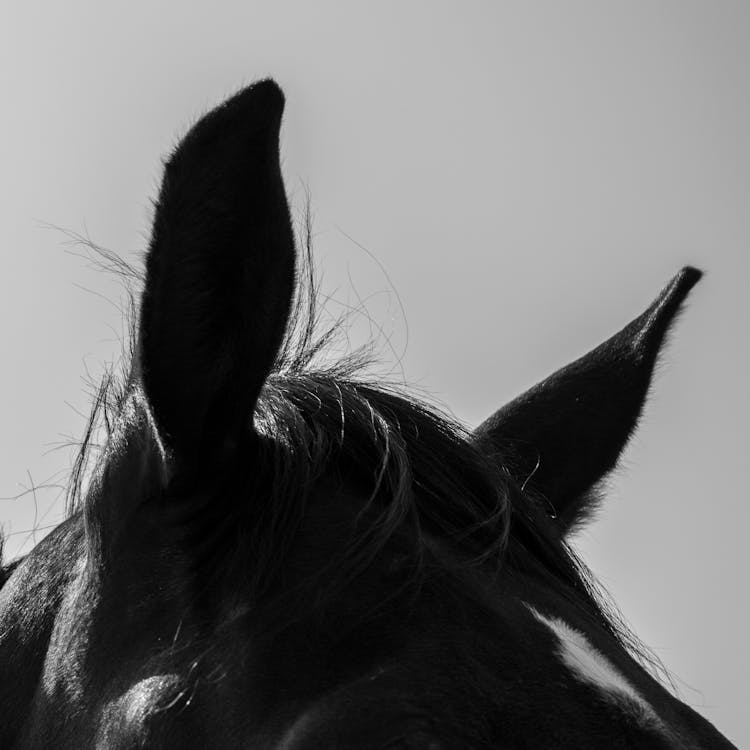 Close Up Photo Of Horse Ears