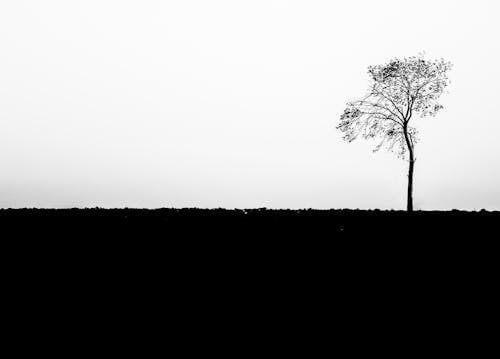 Grayscale Photo of a Tree on the Field