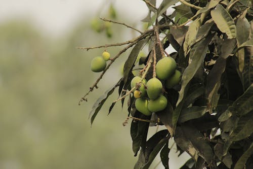 Free Mango Tree with Bearings Stock Photo