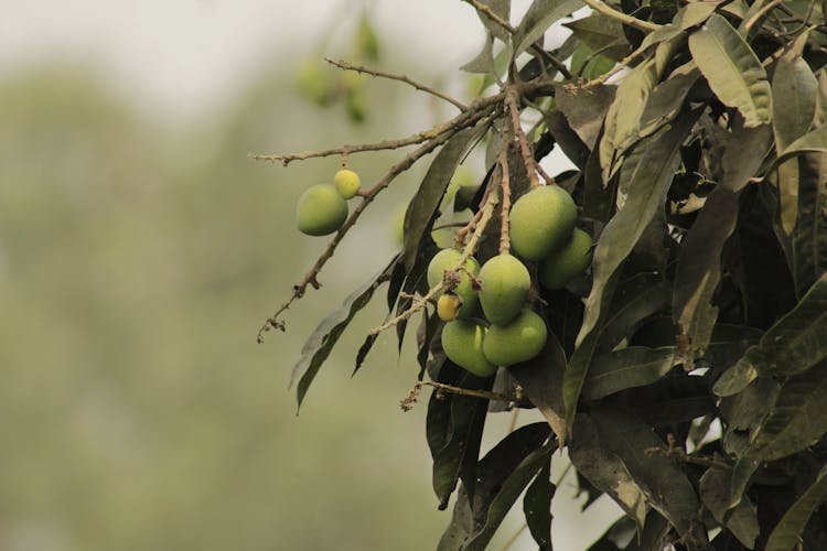 Mango Tree With Bearings