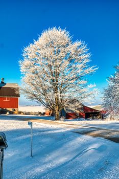 Captivating winter landscape featuring a snow-covered tree in Lake City, MN.