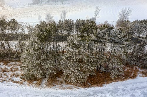 Gratis stockfoto met bevriezen, bomen, dronefoto