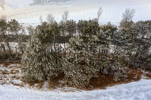 Aerial view of snow-covered trees and fields in winter at Plainview, Minnesota.