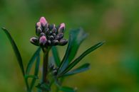 Purple Flower Buds in Close Up Photography