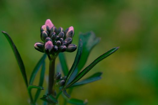 Purple Flower Buds in Close Up Photography