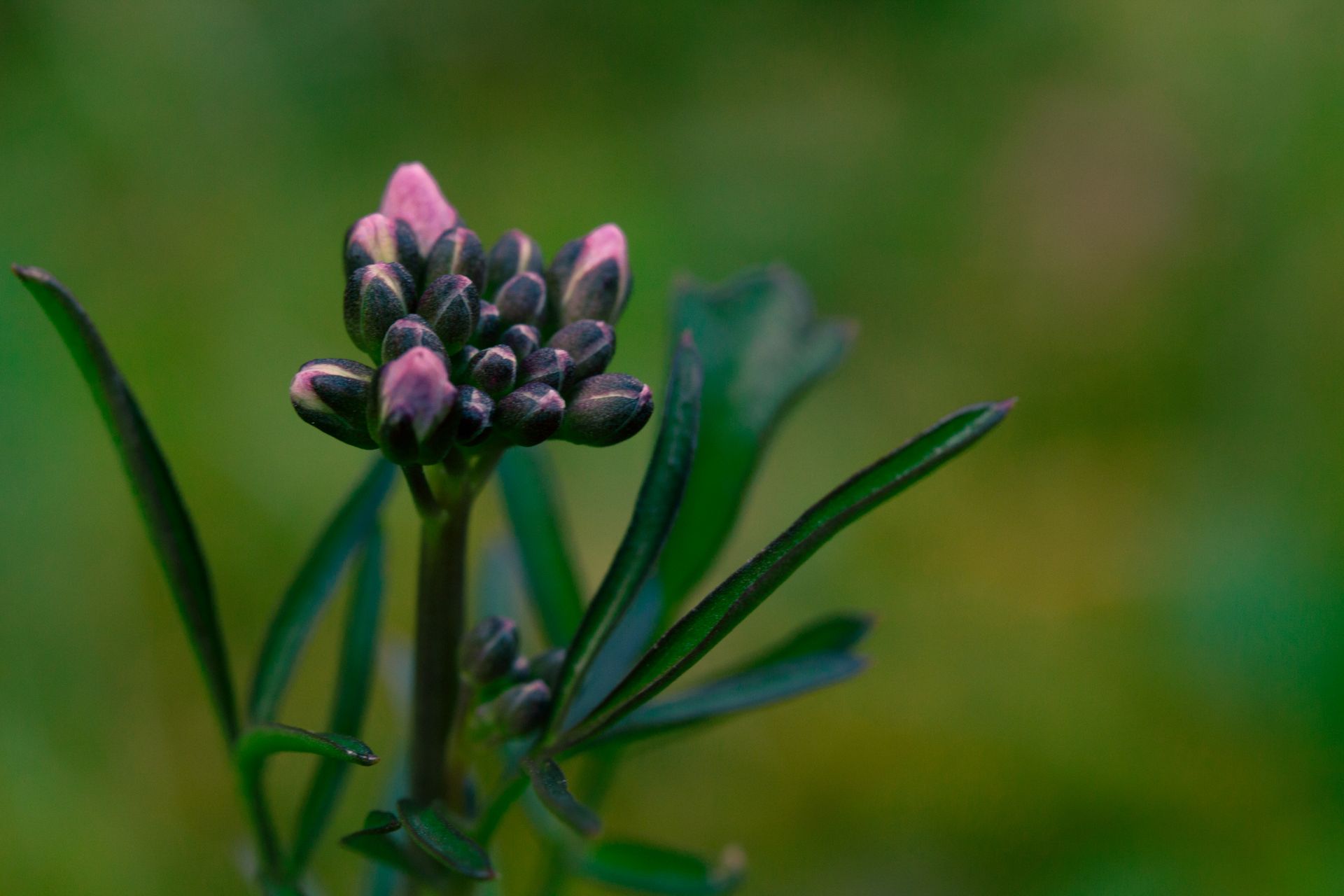 Detailed close-up of budding honeysuckle plant showcasing vibrant hues and blurred green background.