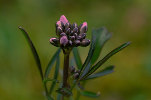 Beautiful Purple Flower Buds