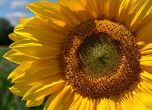 Free Vivid close-up image capturing the intricate details of a blooming sunflower. Stock Photo