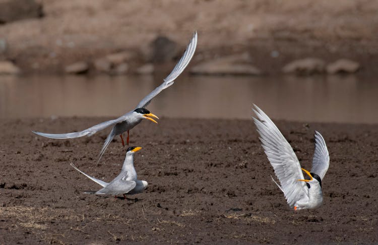 Photo Of White Birds With Yellow Beaks