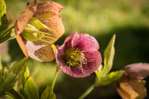 Kostnadsfri bild av blomfotografi, kronblad, lila blommor