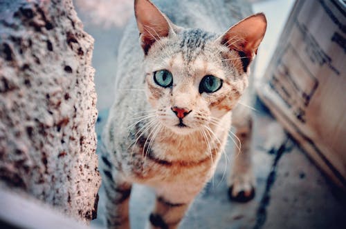 Фотография коричневого полосатого кота в селективном фокусе