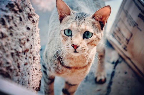 Fotografía De Enfoque Selectivo De Gato Atigrado Marrón