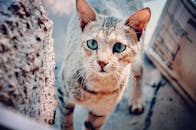 一只长着引人注目蓝眼睛的好奇虎斑猫，在户外看着摄像机