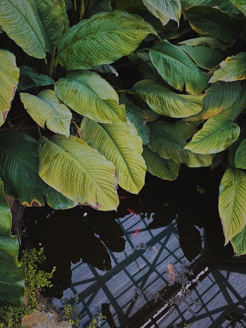 Spathiphyllum wallisii plant growing near small pond in park