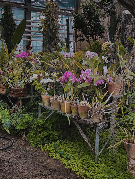 Phalaenopsis amabilis flowers growing in pots in glasshouse