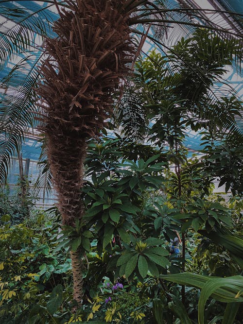 Základová fotografie zdarma na téma botanický, bujný, čerstvý