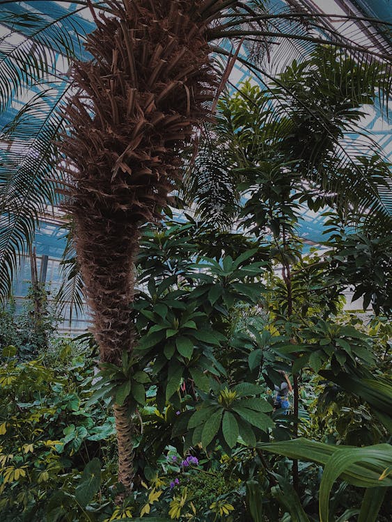 Various exotic trees and blooming plants with fresh green leaves growing in glasshouse in daytime