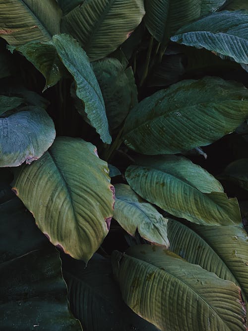 Fotobanka s bezplatnými fotkami na tému botanický, botanika, buš