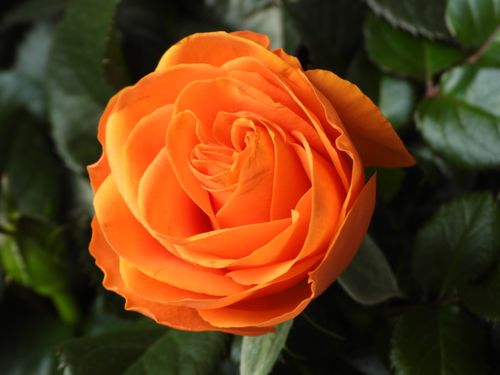 Free Close-up of a vibrant orange rose in full bloom with lush green leaves. Stock Photo