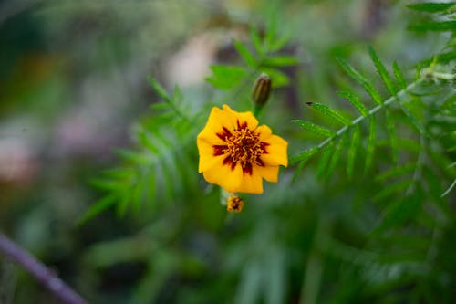 Small Yellow Flower in Close-up Photography
