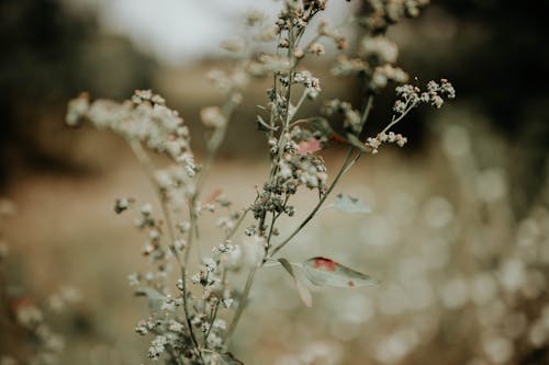 A Plant with Flowers