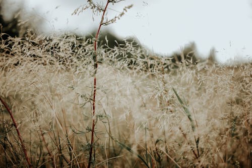 Grass Seeds Growing on Brown Field