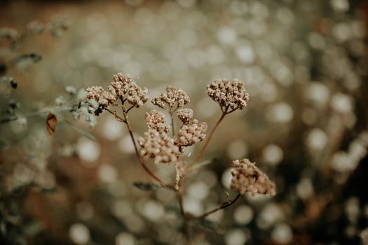 Free stock photo of blur, branch, christmas