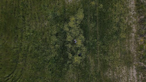 An Aerial Photography of a Green Grass Field