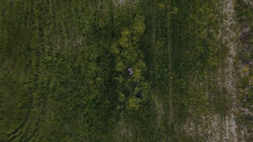 Free Drone view of lush green field in Satriano, Calabria, Italy, capturing natural foliage. Stock Photo