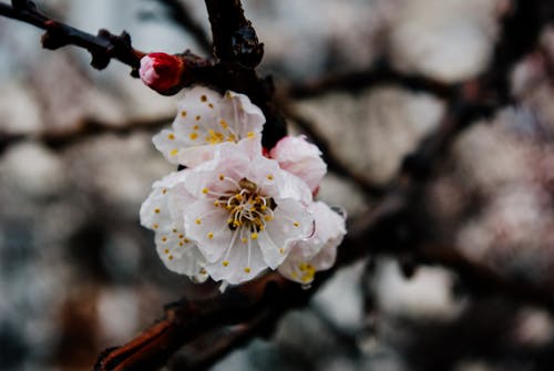 Free Cherry Blossom in Close Up Photography Stock Photo
