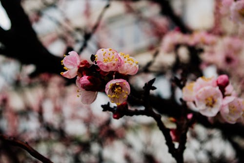 Blooming Sakura tree in daytime