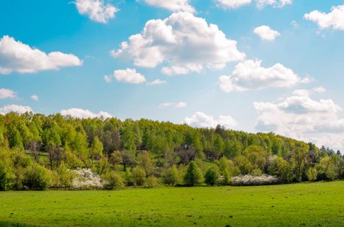 Free Vibrant green landscape with trees and cumulus clouds on a sunny day. Stock Photo