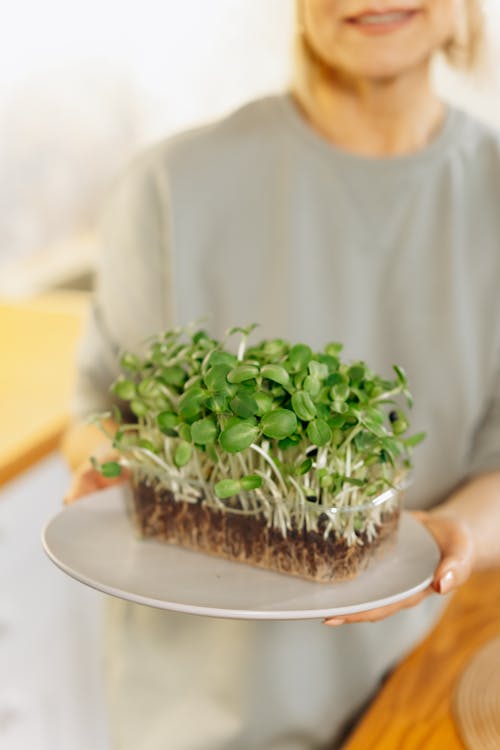 Free Garden Cress on a Plate Stock Photo