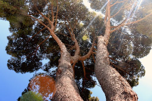 Foto d'estoc gratuïta de arbre, assolellat, efecte solar