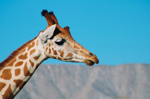 Free Close Photo of a Giraffe's Head Stock Photo